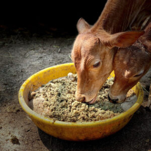 Donation For Food Per Month